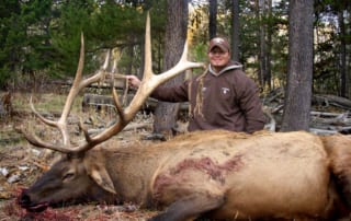 man posing with large elk and horns