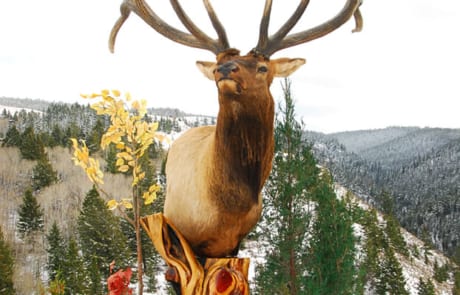 taxidermied elk