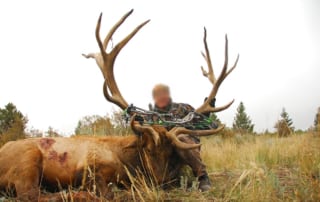 man posing with an elk and horns