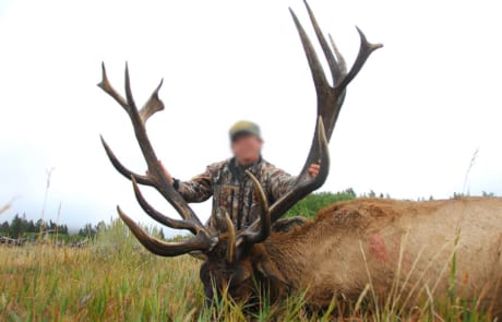 man posing with an elk and horns