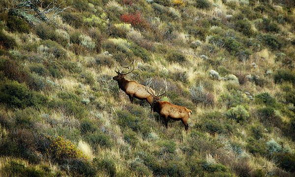 two elk on a hill