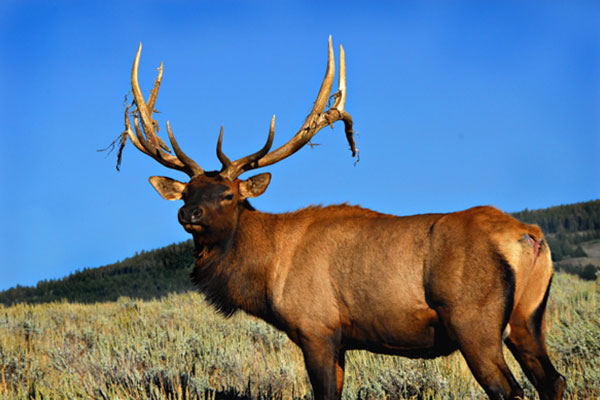 Guided Elk Hunting Tips - Elk Ranch near Me | Idaho Hunting Outfitters