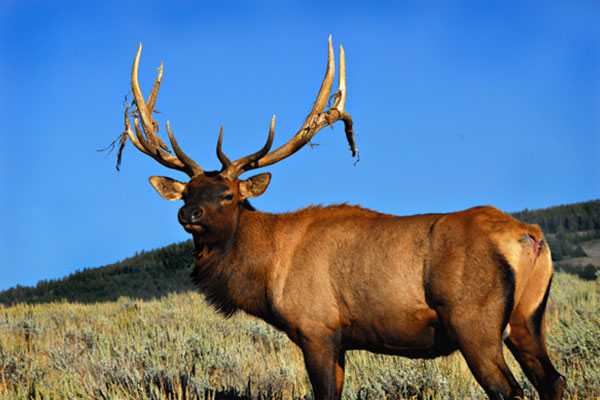 close up of an elk in a field