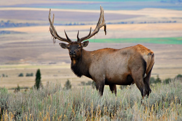 close up of an elk in a field in winter