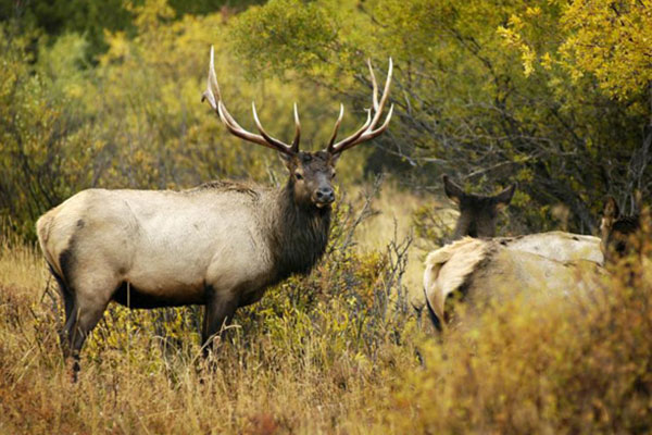 a stag and a doe elk in a field