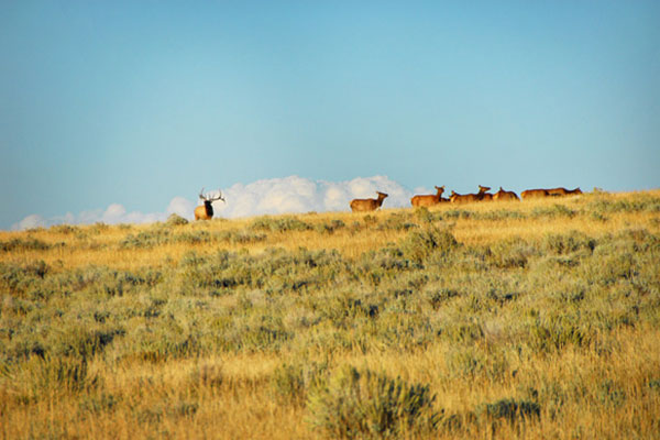 several elk on a hilltop