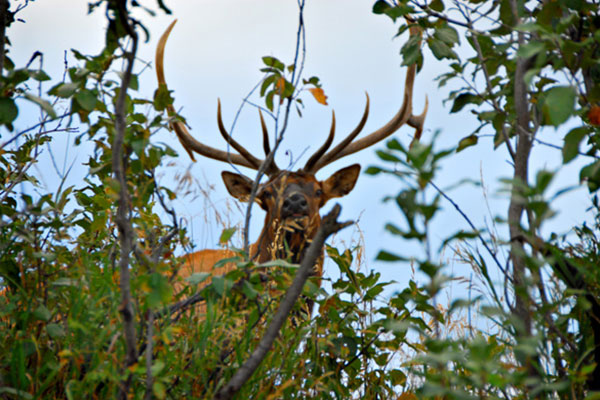 elk behind trees