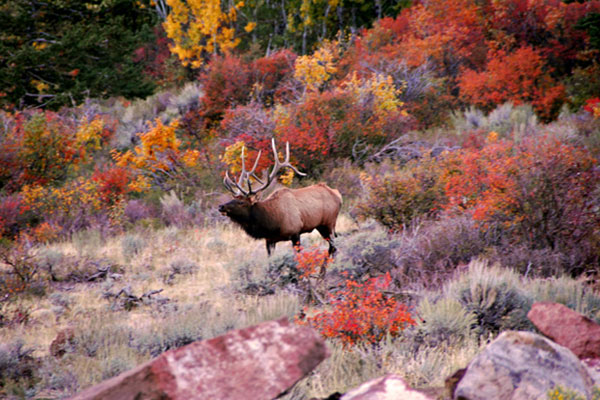 an elk in a field