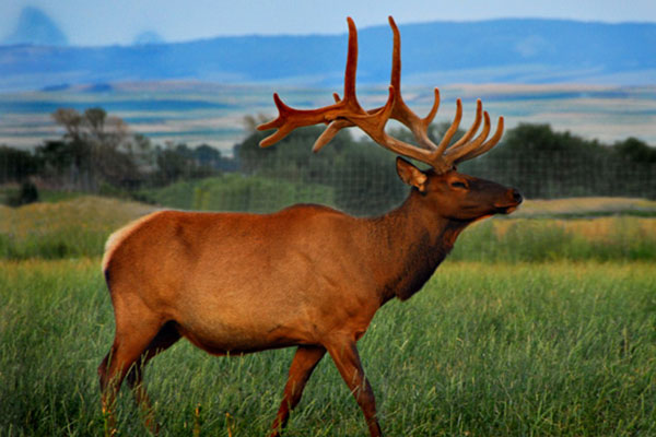 close up of an elk in a field