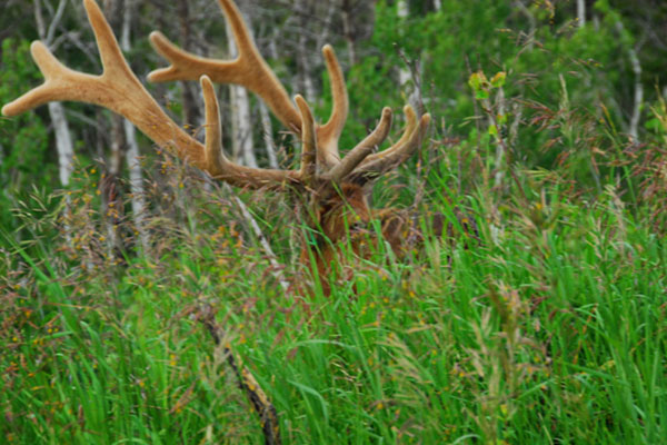 elk horns in a field