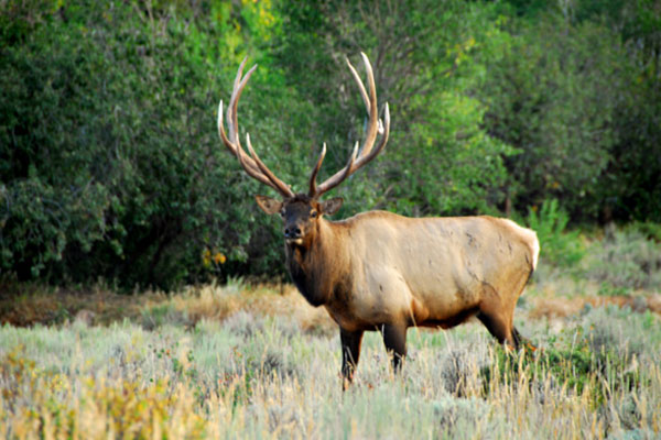 close up of an elk in a field