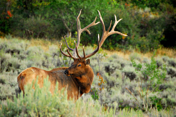 close up of an elk in a field