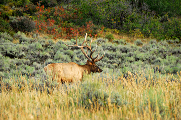 elk in a field