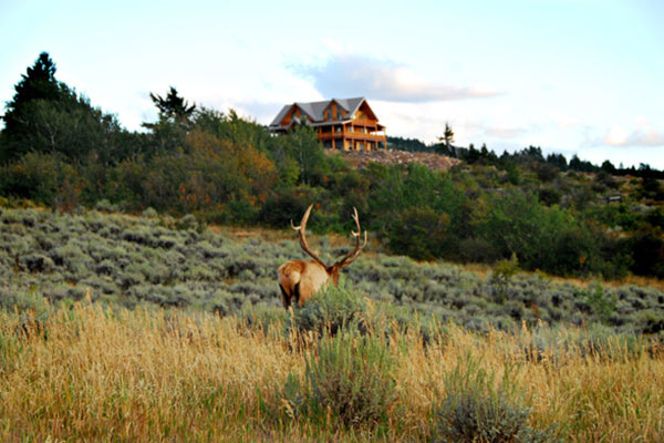 elk in a field with the lodge in the distance