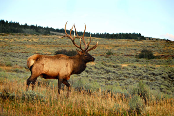 close image of an elk in a field