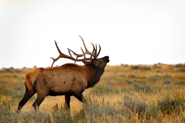 an elk in a field