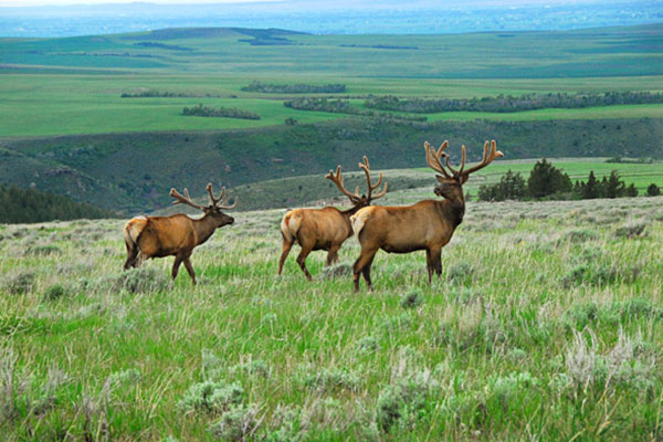 three elk in a field
