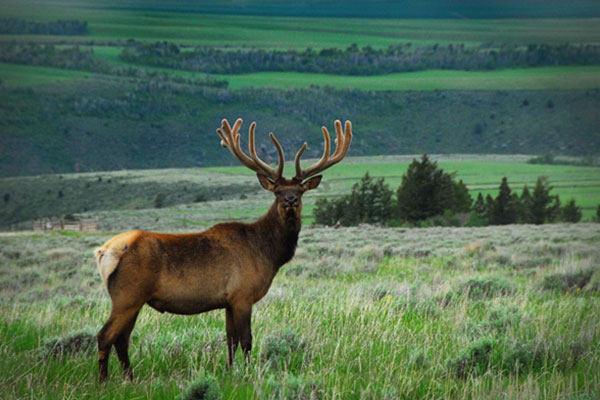 elk in field looking at camera