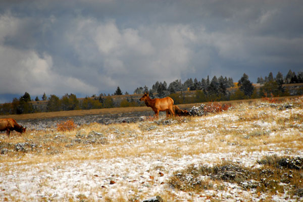 elk in field with snow