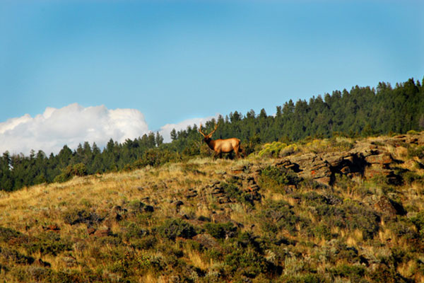 elk in a field