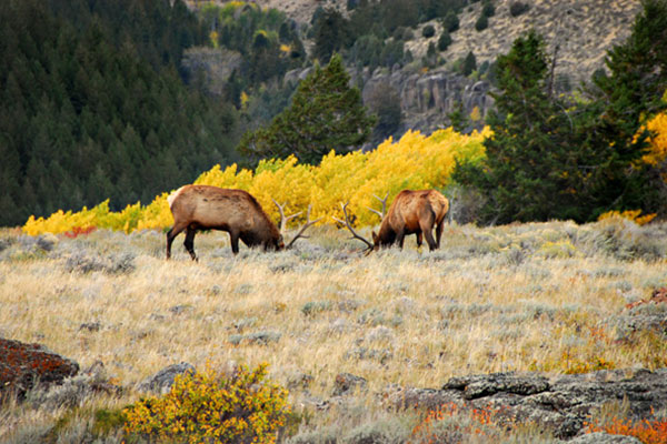 two elk grazing in field