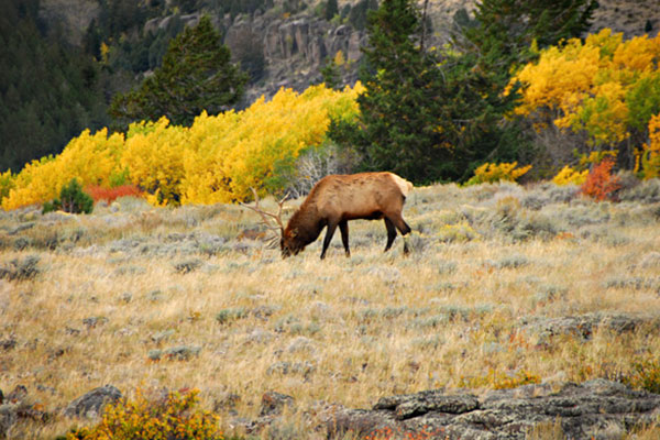 elk grazing in an autumn field