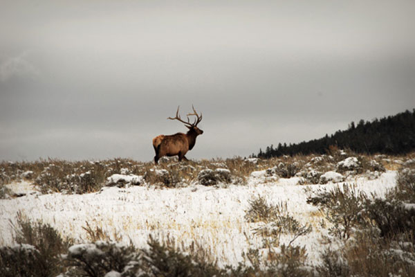 elk in a snowy field