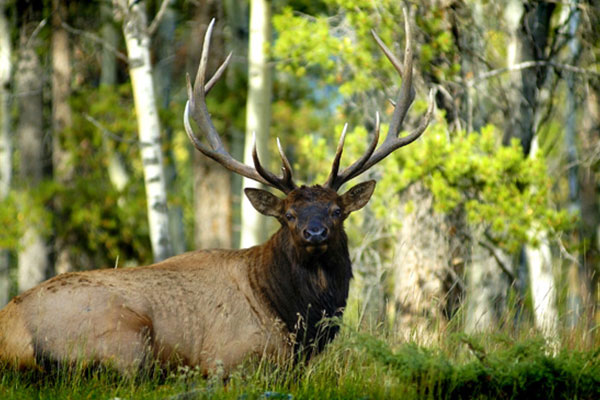 close up of an elk