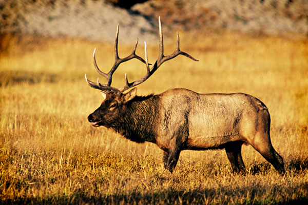 close up of an elk in a field