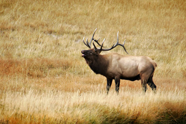 an elk in a field
