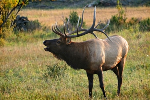 close up of an elk