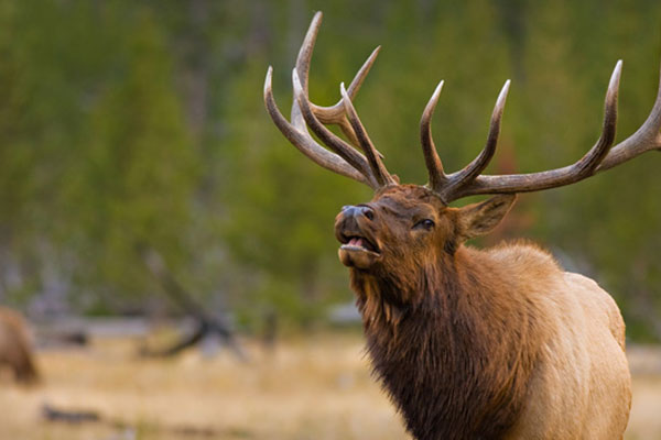 Bucks grazing in a field