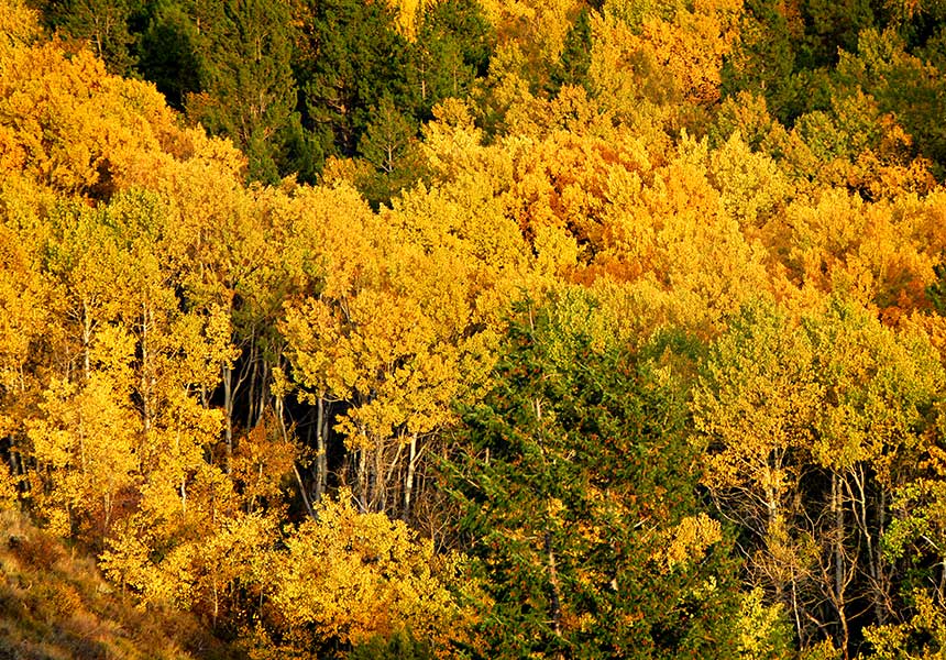 forest with autumn colors