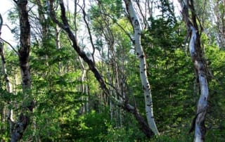 Forest trees.