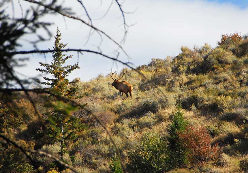 Elk stag on a hill.