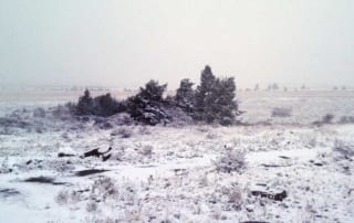 Field in winter.