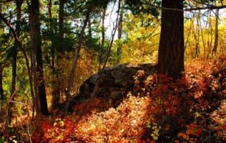 Autumn forest