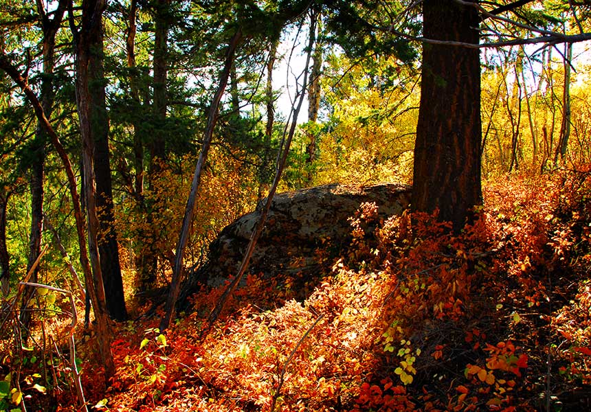 Autumn forest