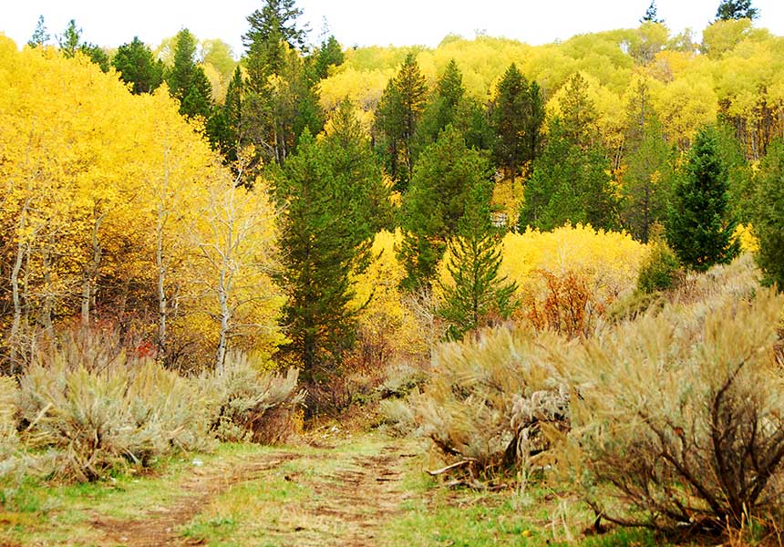 forest with autumn colors