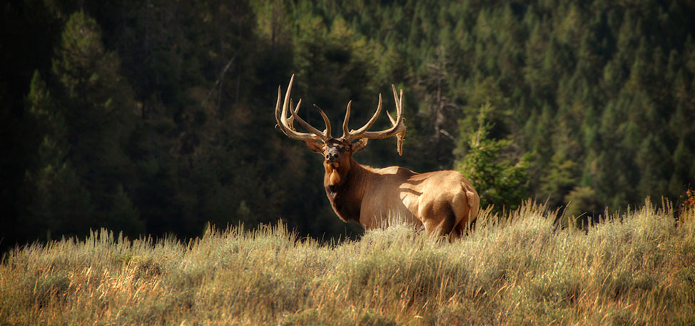 elk with horns standing in a field