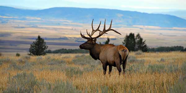 Guaranteed Elk Hunts - Idaho Guided Elk Hunt Prices | Idaho Outfitters
