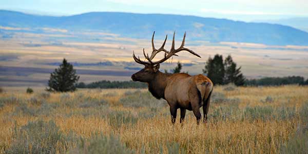 Bucks grazing in a field