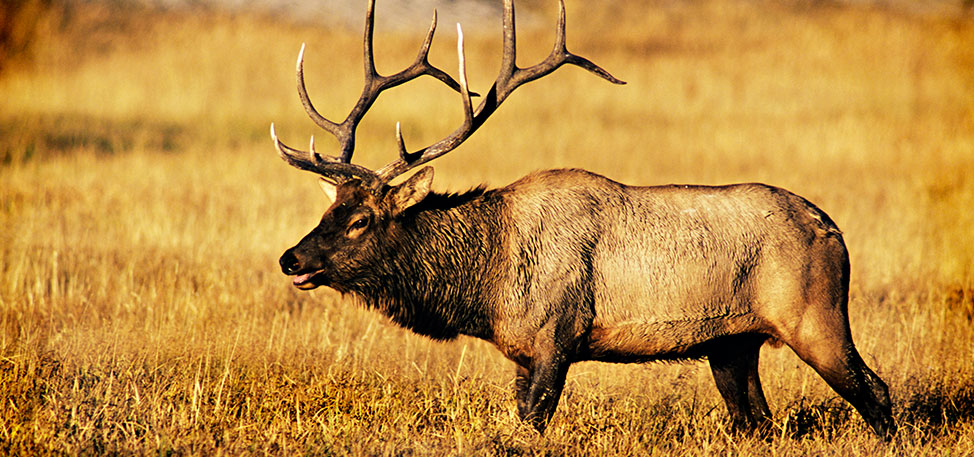 close up of elk with horns