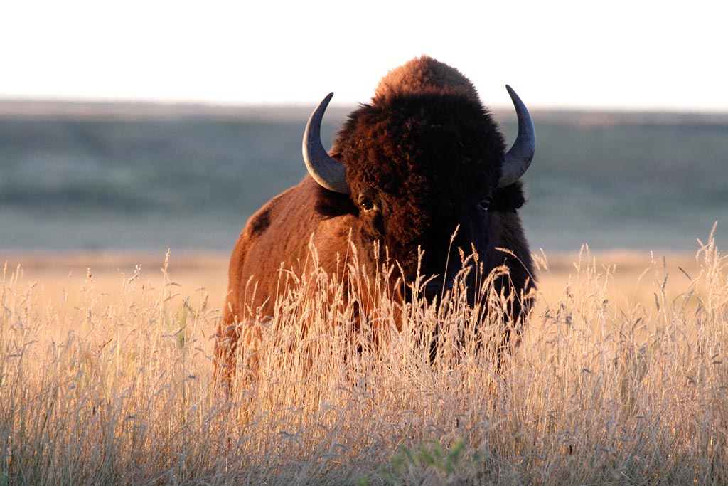 Buffalo in field.