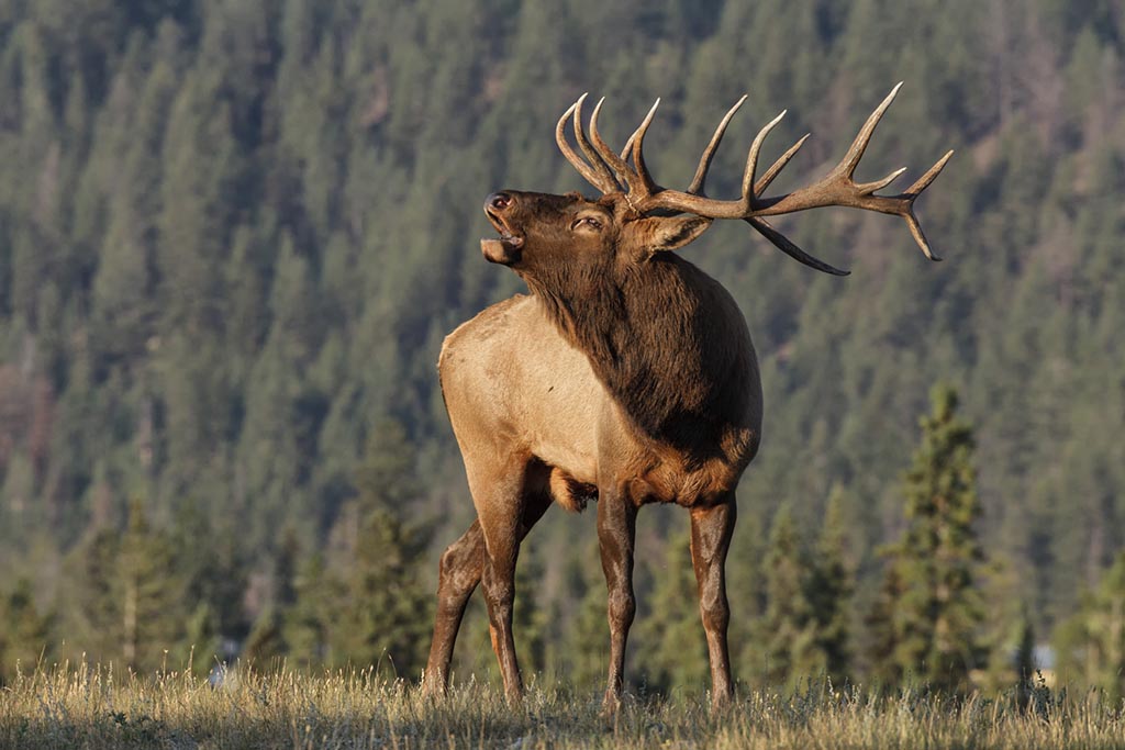 Elk bugling in a field.