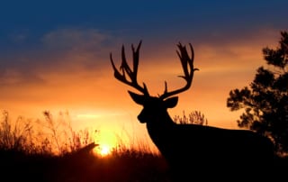 Elk stag silhouetted at sunset.