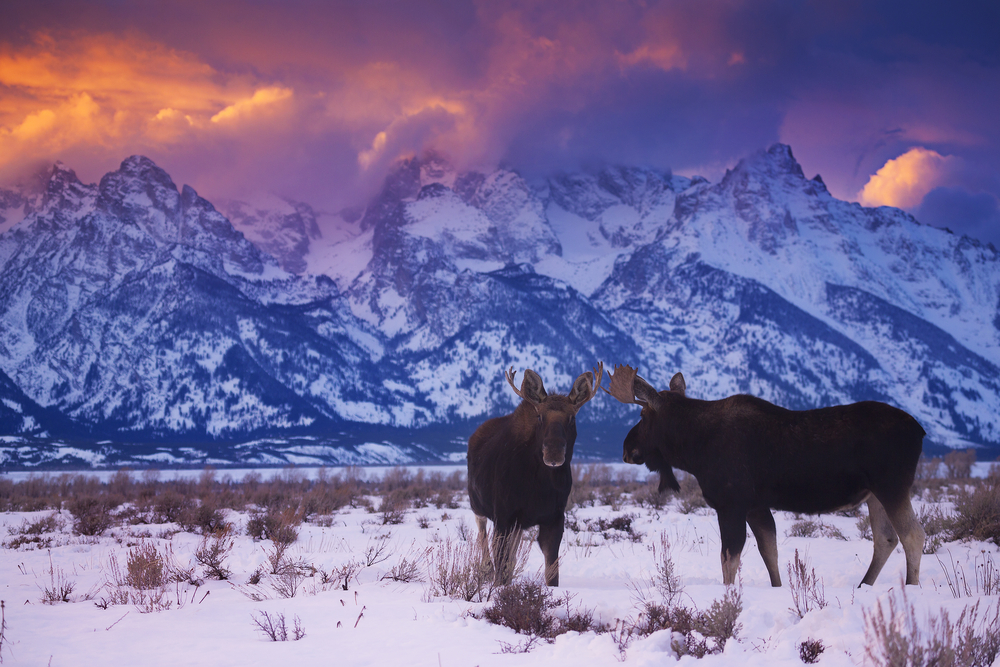 rocky mountain elk ranch rocky mountain elk ranch