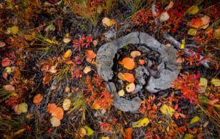 Tree stump and autumn flowers