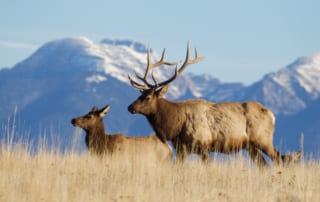 Stag elk and doe elk.