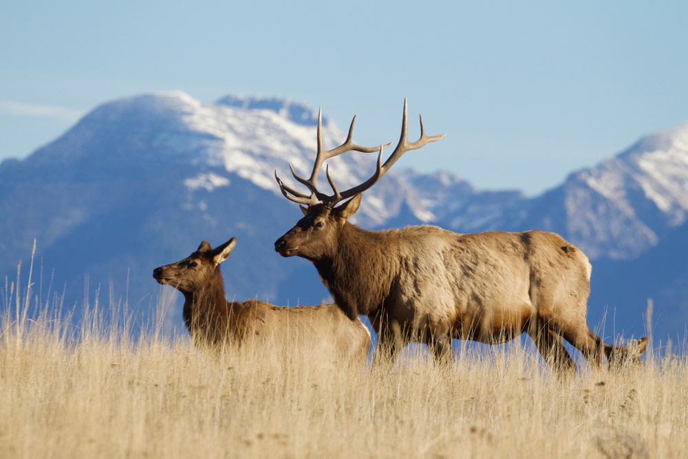 elk-hunting-checklist-rocky-mountain-elk-ranch